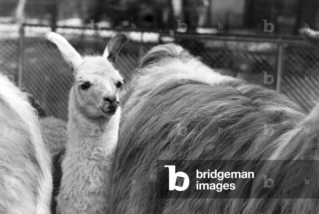 Llamas in Stuttgarts´s zoo Wilhelma, Germany 1930s (b/w photo)