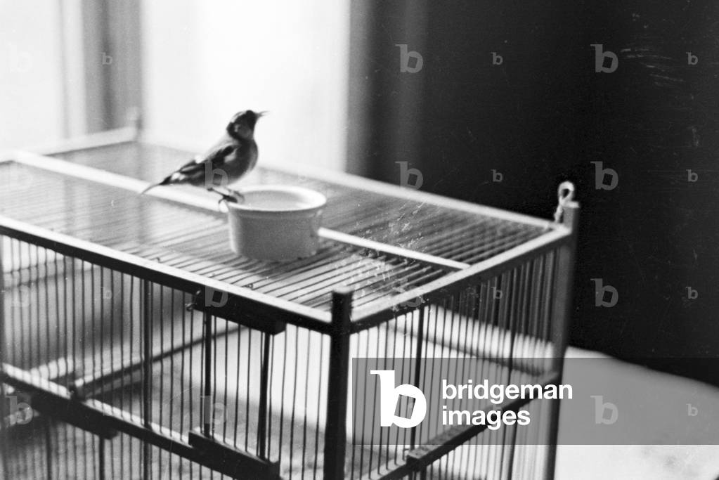 A little bird on his cage, Germany 1930s (b/w photo)