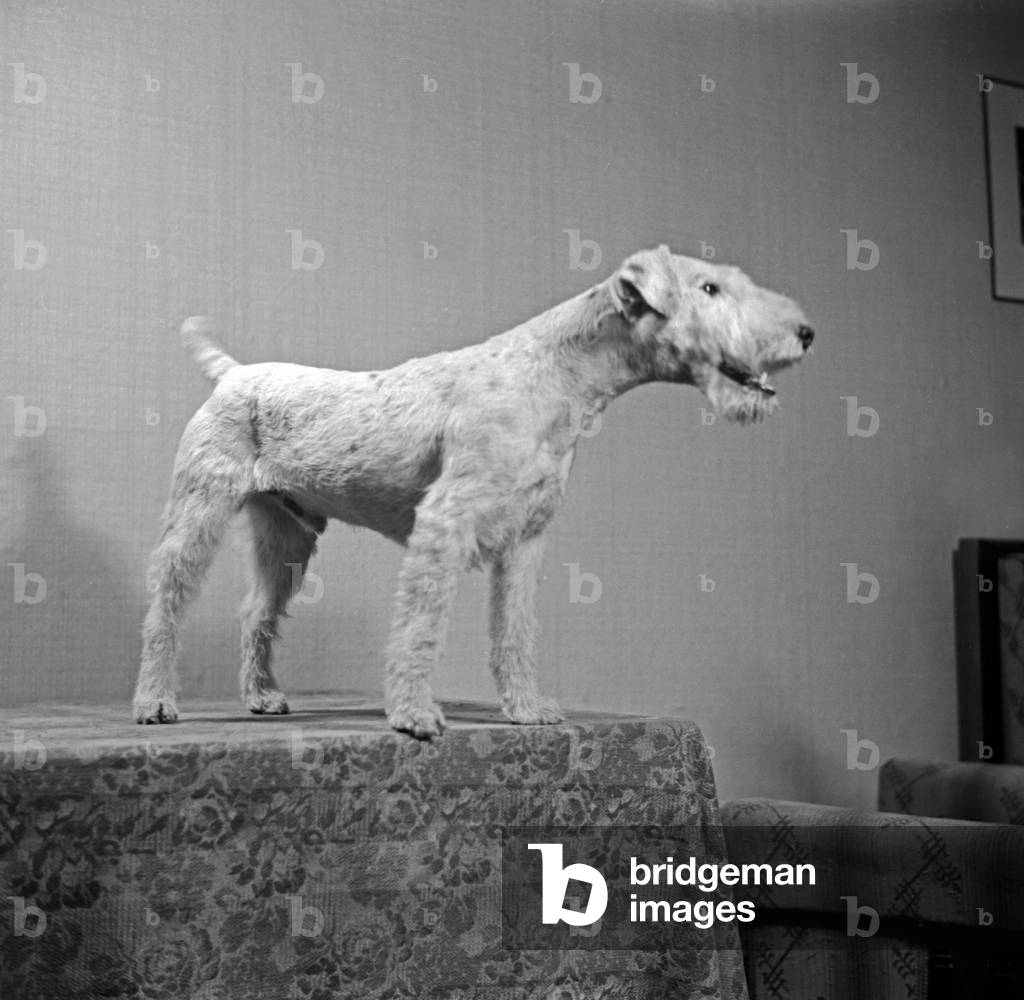 A dog pet at the photo studio in contemporary fashion, Germany 1930s (b/w photo)