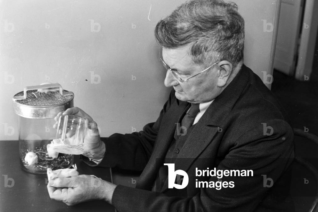 Professor Claus Schilling doing researches against the Tsetse fly at Rober Koch Insitute in Berlin, Germany 1930s (b/w photo)