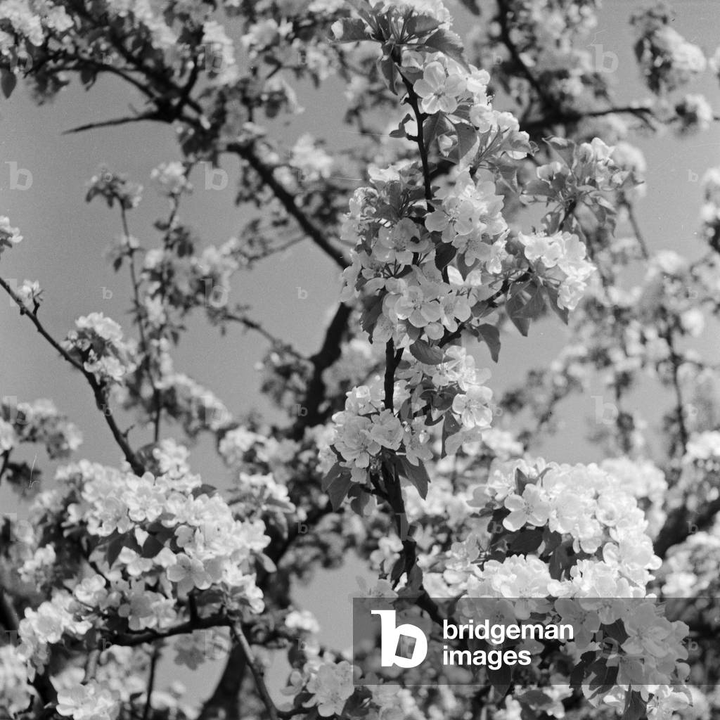 Young tree in blossom time, Germany 1930s (b/w photo)