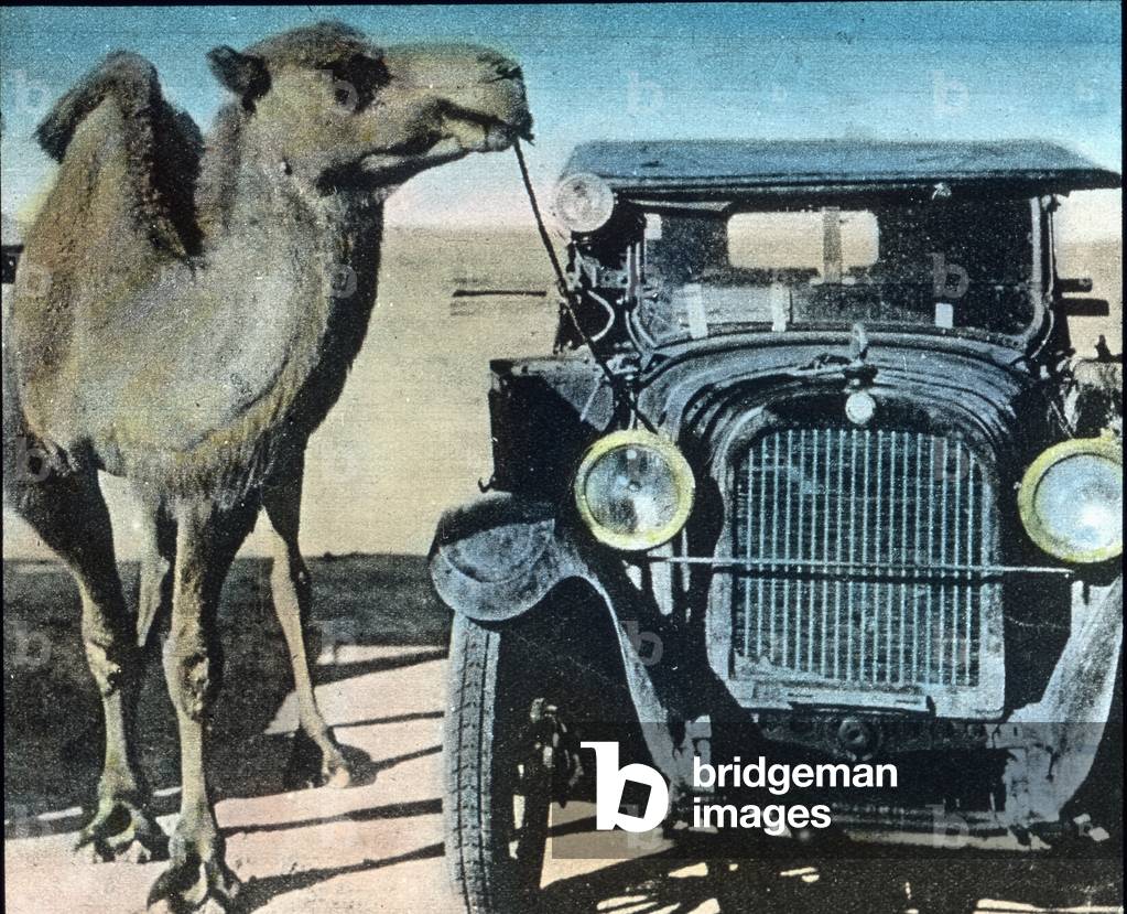 Camel and car