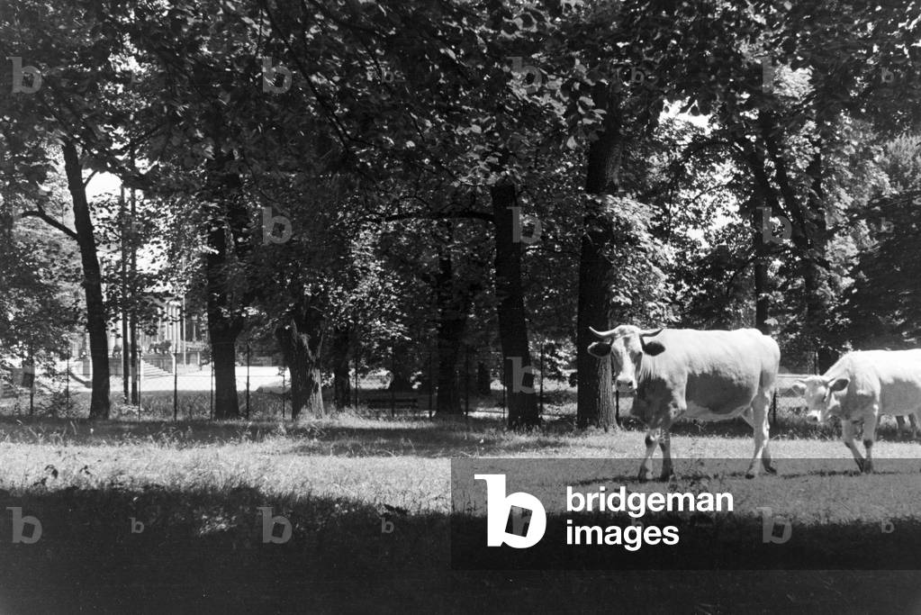 Cows on a meadow in Stuttgart, Germany 1930s (b/w photo)