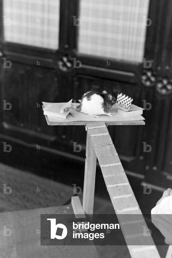 A rat finds its reward in an animal experiment at the insitute for animal psychology of Wilhelms university at Muenster, Germany 1930s (b/w photo)