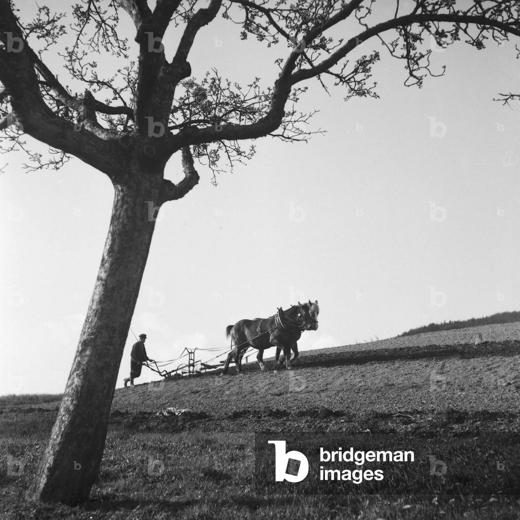 A farmer ploughing his soil, Germany 1930s (b/w photo)