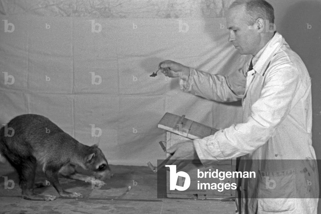 Experimental arrangement with a young racoon in an animal experiment at the insitute for animal psychology of Wilhelms university at Muenster, Germany 1930s (b/w photo)