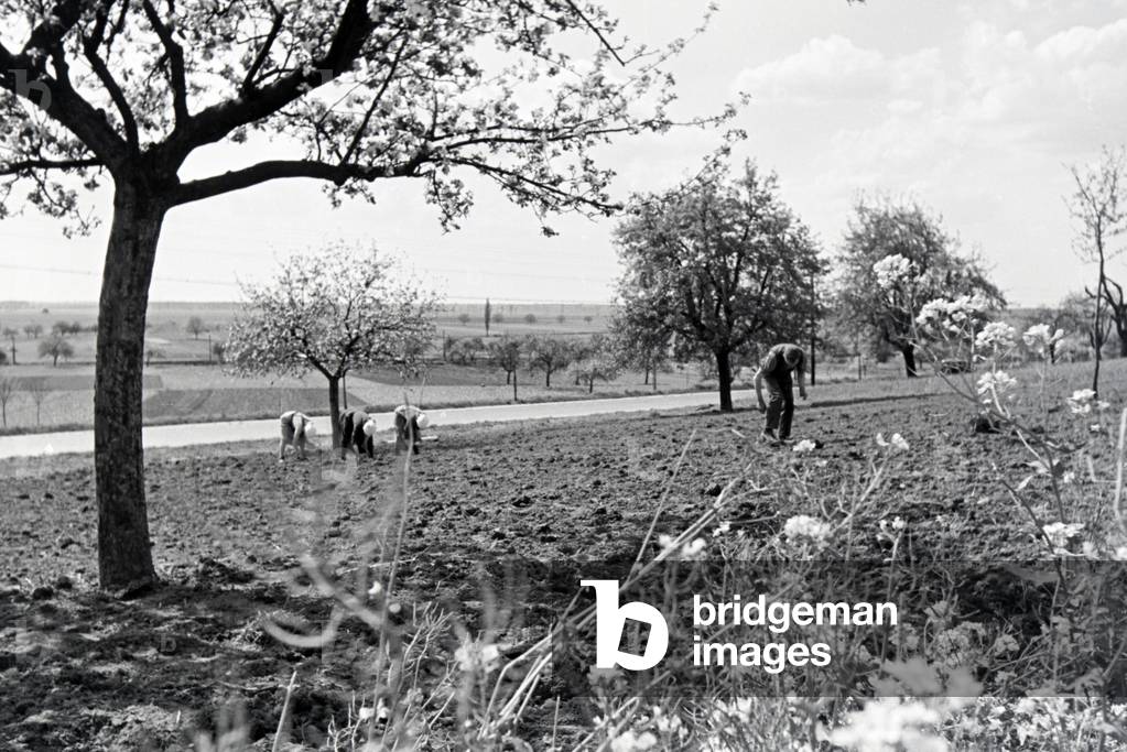Rhenish farmers working, Germany 1930s (b/w photo)