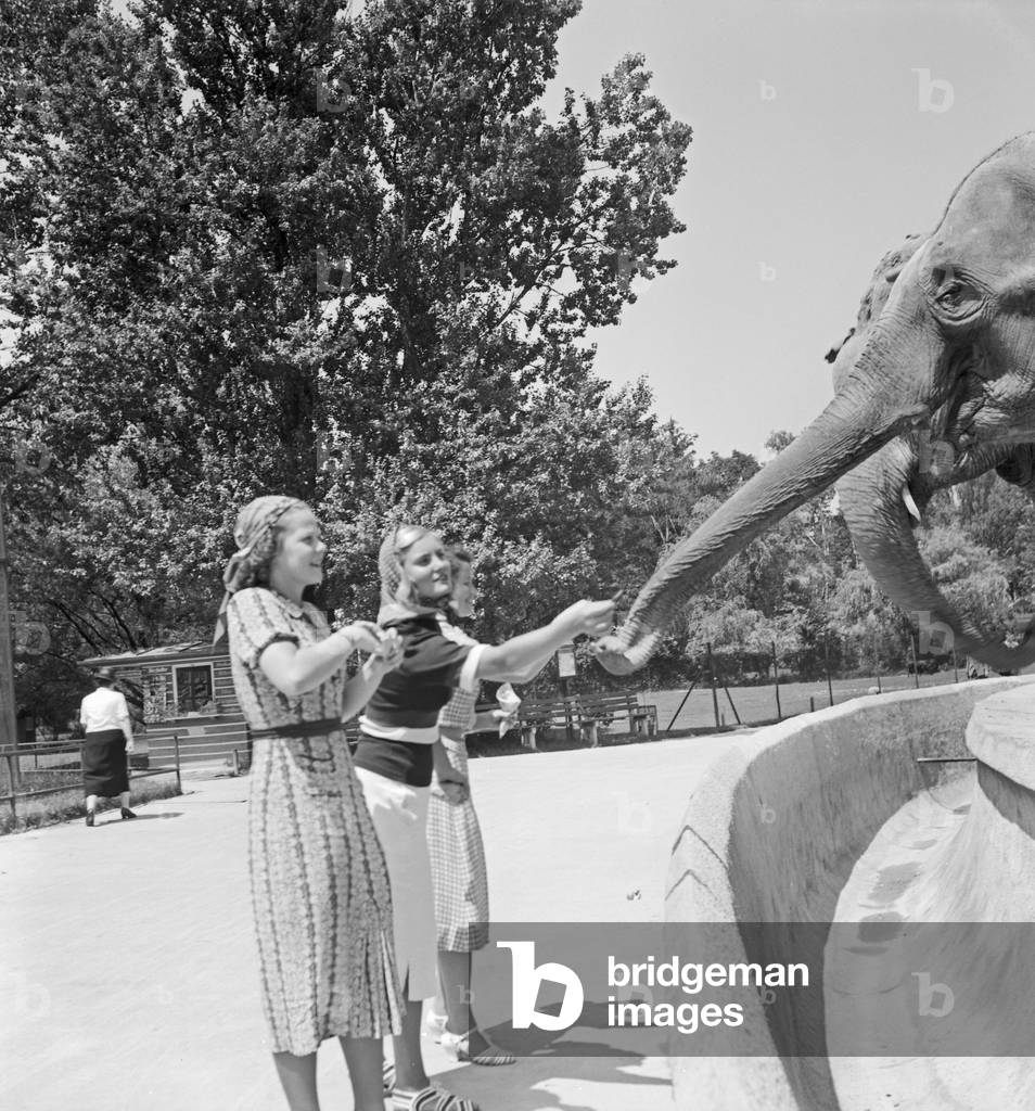 Three young women at the elephant compound at Wilhelma zoological garden in Stuttgart, Germany 1930s (b/w photo)