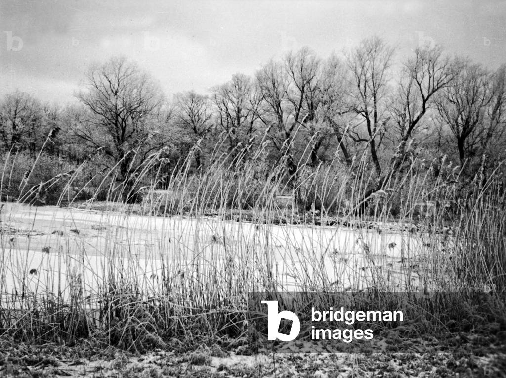 Hoar frost over a shore of a lake in East Prussia, 1930s (b/w photo)