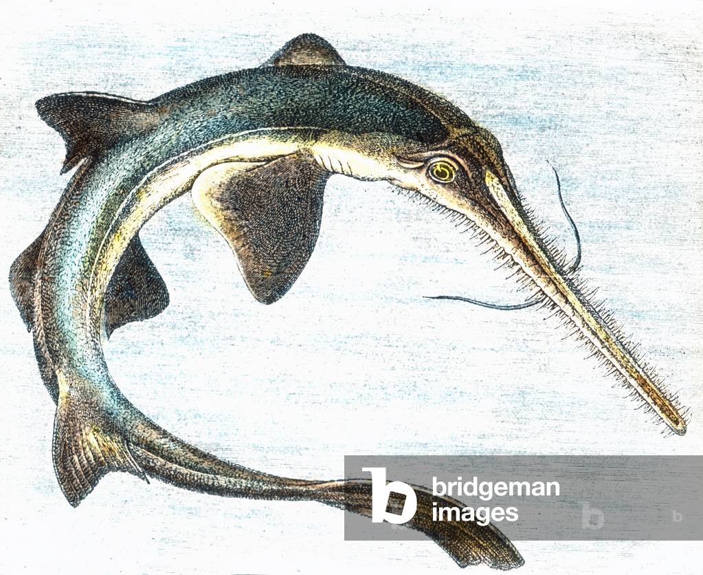 Illustration of a swordfish (Xiphias gladius), 1920s