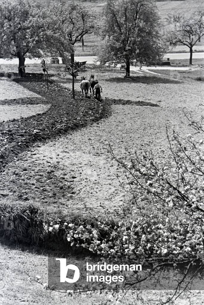 Rhenish farmers working, Germany 1930s (b/w photo)
