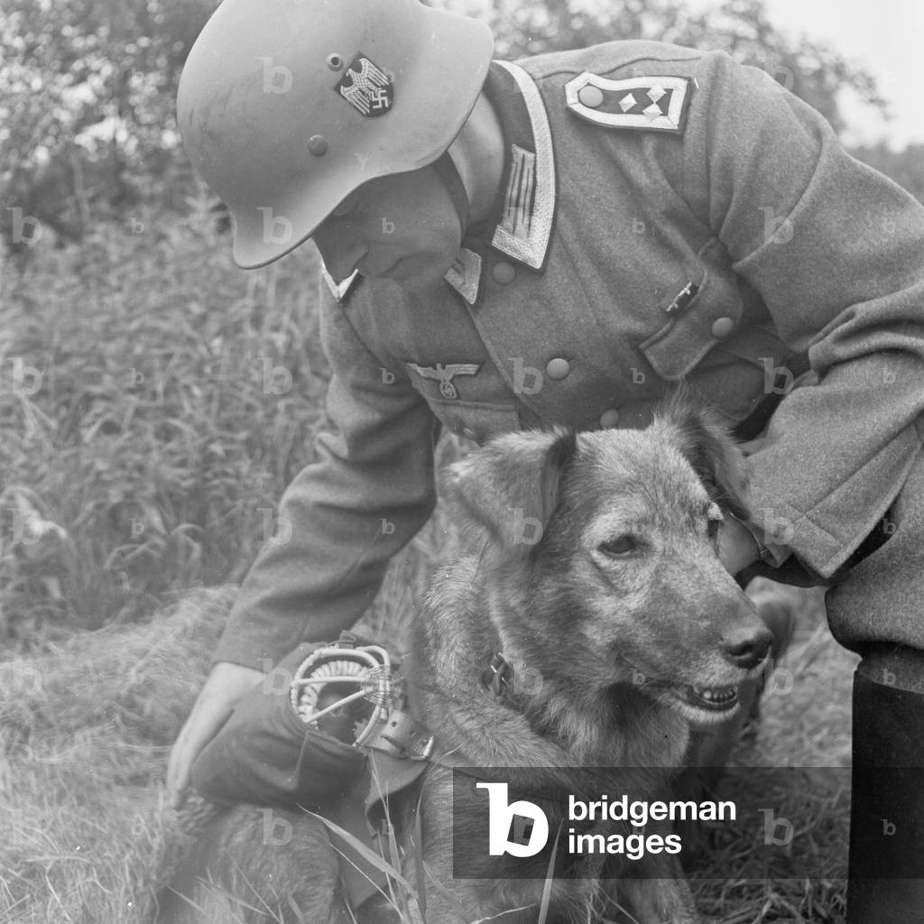The pigeon master checks the saddle that must not get lost while running, Germany 1940s (b/w photo)