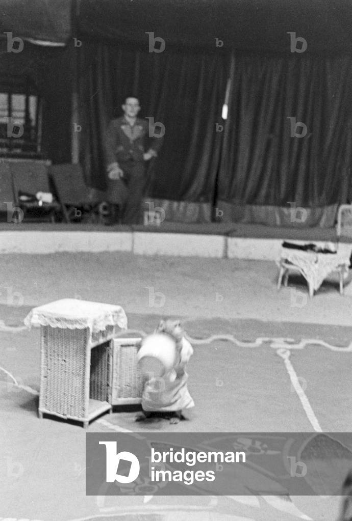 A monkey in the circus ring in a circus in Karlsbad, Germany 1930s (b/w photo)