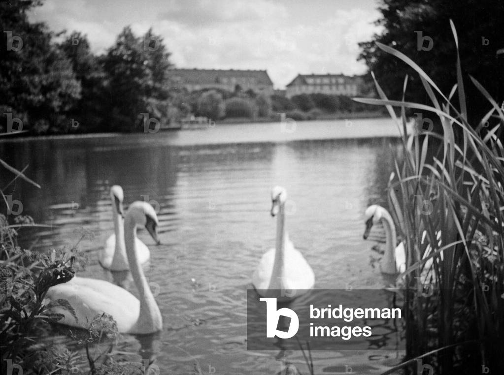Swans on Hammerteich pond of Rathshof district at Koenigsberg, East Prussia, 1930s (b/w photo)