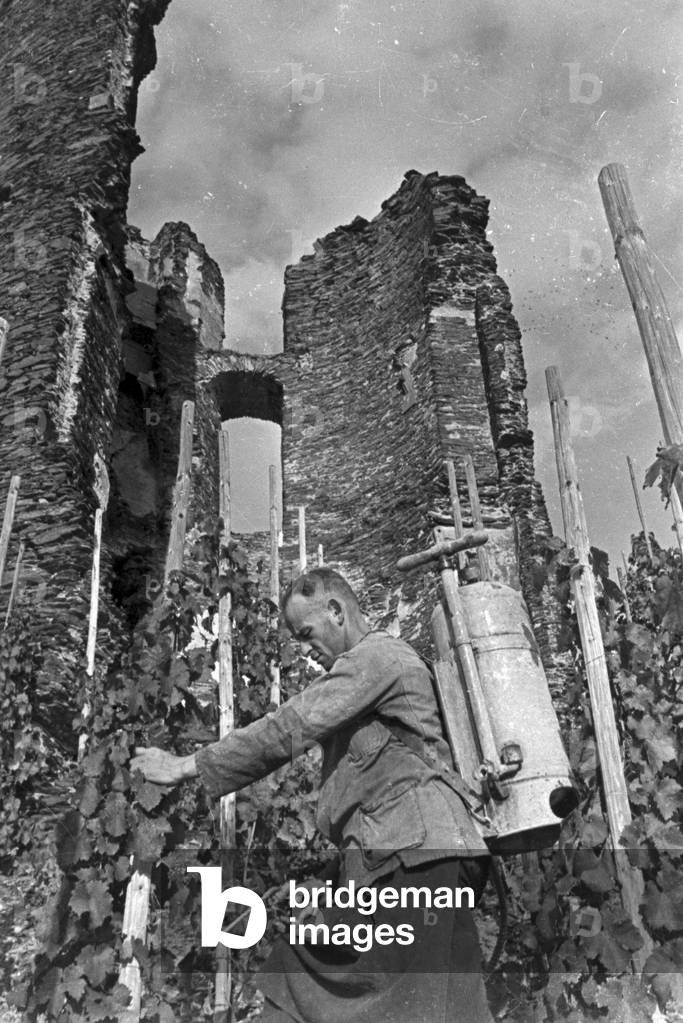 Winegrower at work in hnis vineyard near Beilstein, Germany 1930s (b/w photo)