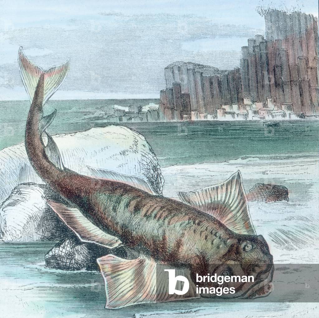 Illustration of a chimaera (Hydrolagus colliei), 1920s