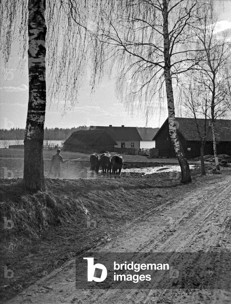 A farmer ploughing his field near lake Marschner See in Masuria, East Prussia, 1930s (b/w photo)