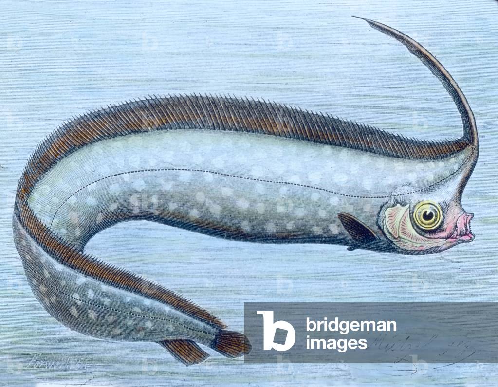 Illustration of a sea fish, 1920s