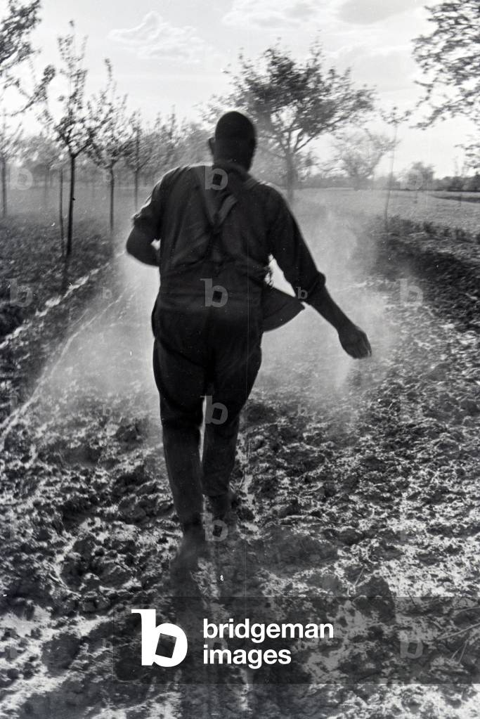 A rhenish farmer working, Germany 1930s (b/w photo)