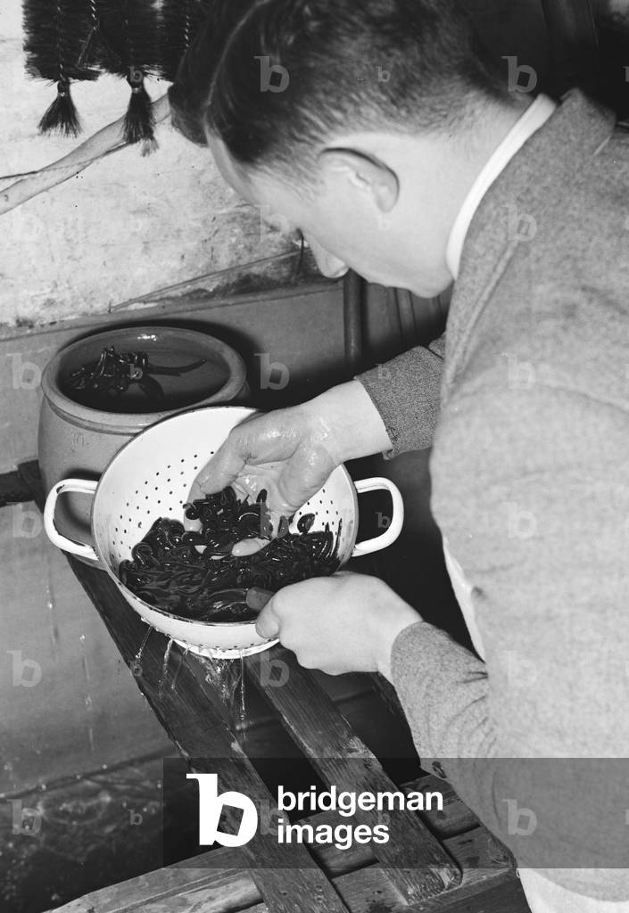 Impression of the daily business of a leech store at Berlin, Germany 1930s (b/w photo)