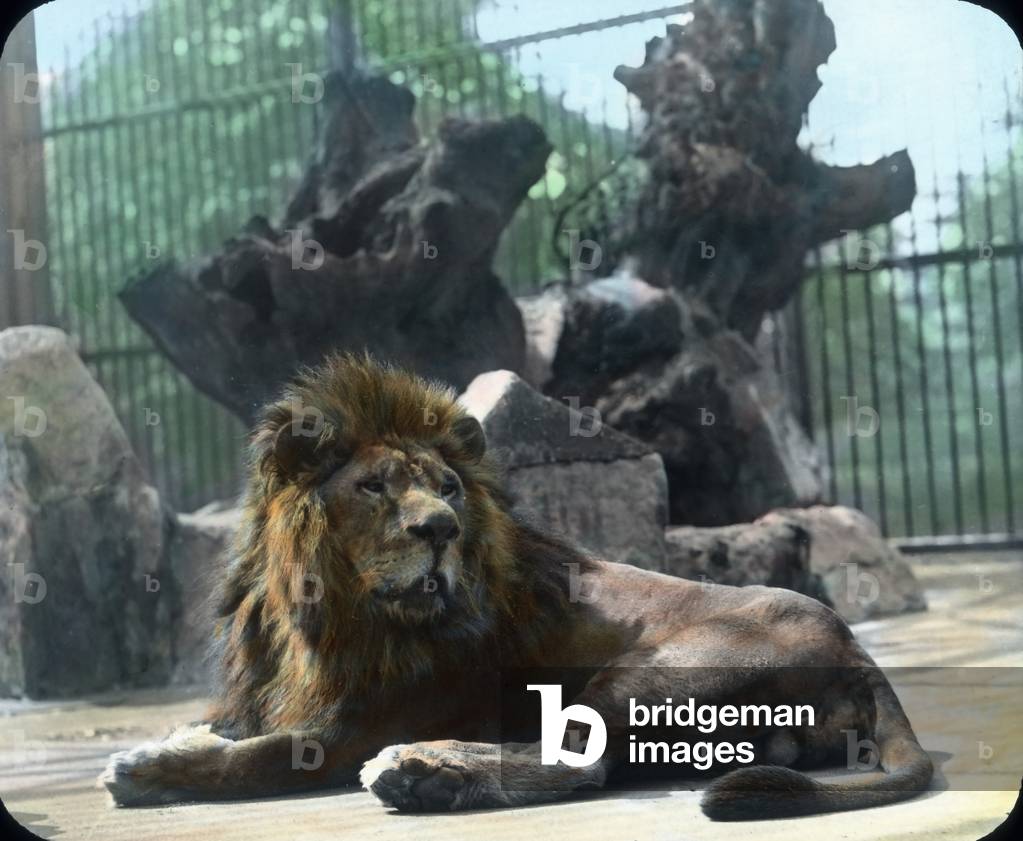 At the big cats' cage