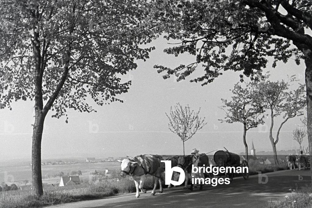 A yoke of oxen pulling an cart in the Danube Dale, Germany 1930s (b/w photo)