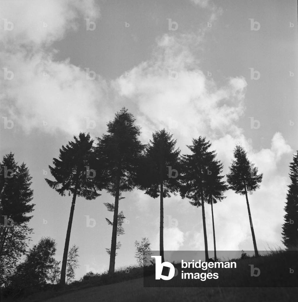 Summer in the Black Forrest, Germany 1930s (b/w photo)