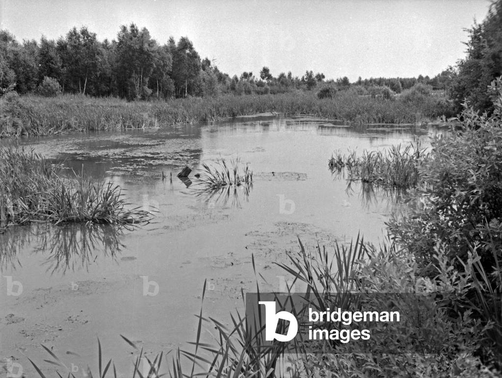 Swampland at Grosses Moosbruch moorland, 1930s (b/w photo)