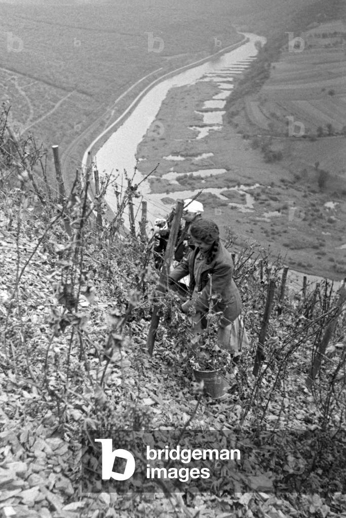 Young woman vintaging at Serrig, Germany 1930s (b/w photo)