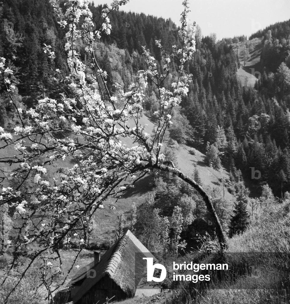 Springtime at Glottertal valley in the Black Forest region, Germany 1930s