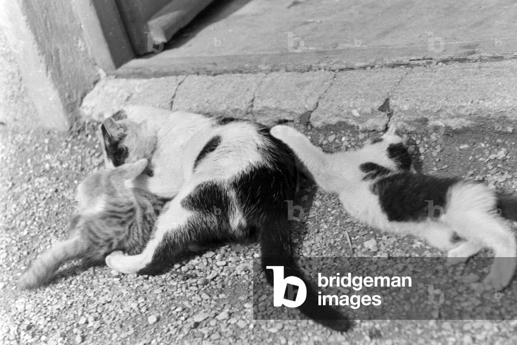 Cats you see on vacation, Germany 1930s (b/w photo)