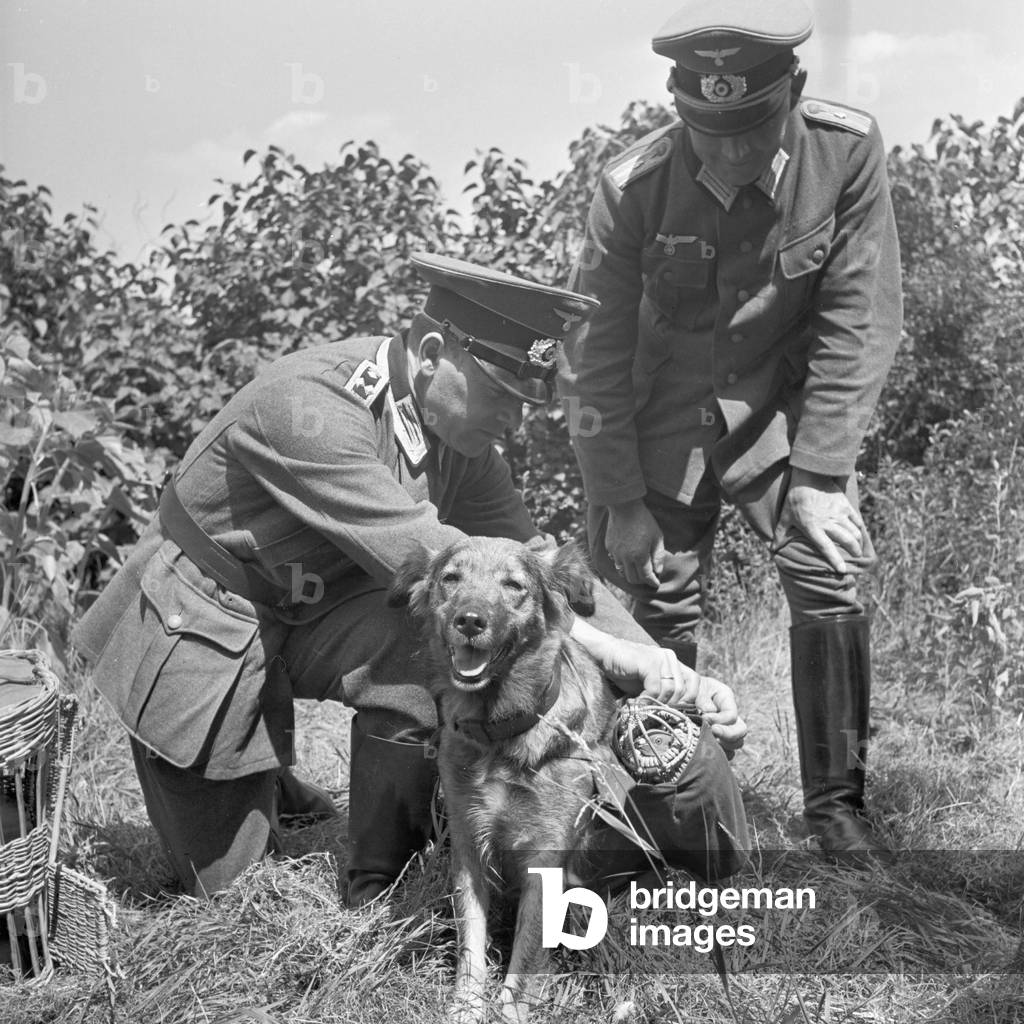 Senta, the dog gets accustomed to transport carrier pigeons in the baskets on its saddle, Germany 1940s (b/w photo)