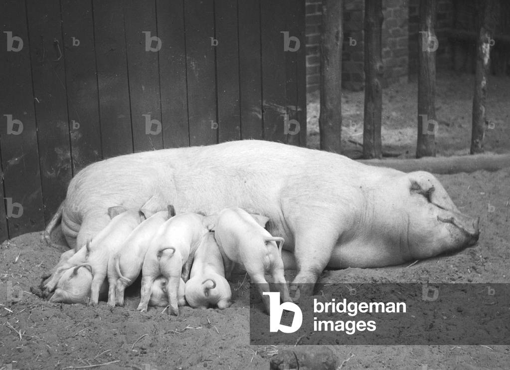 Sow wiith piglets, Germany 1930s (b/w photo)