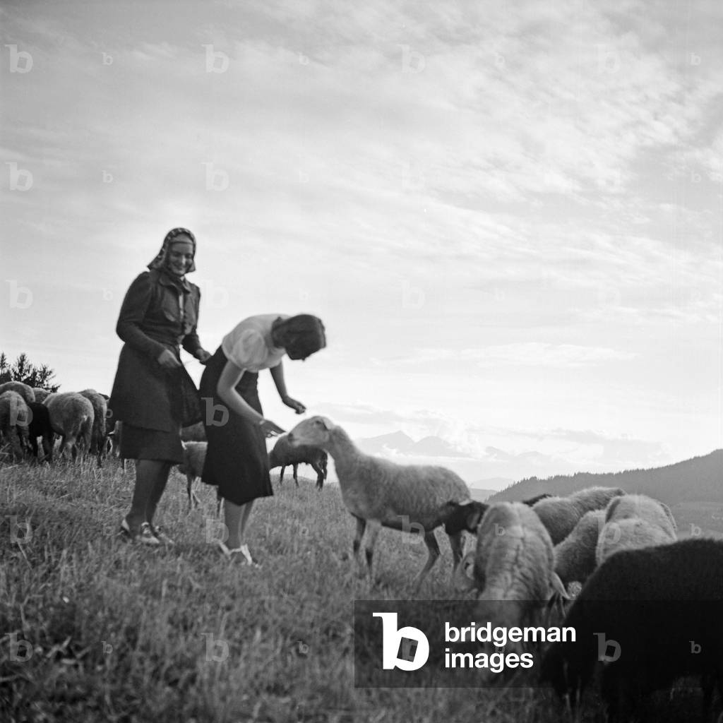 Two young women playing with sheep on a lawn, Germany 1930s (b/w photo)