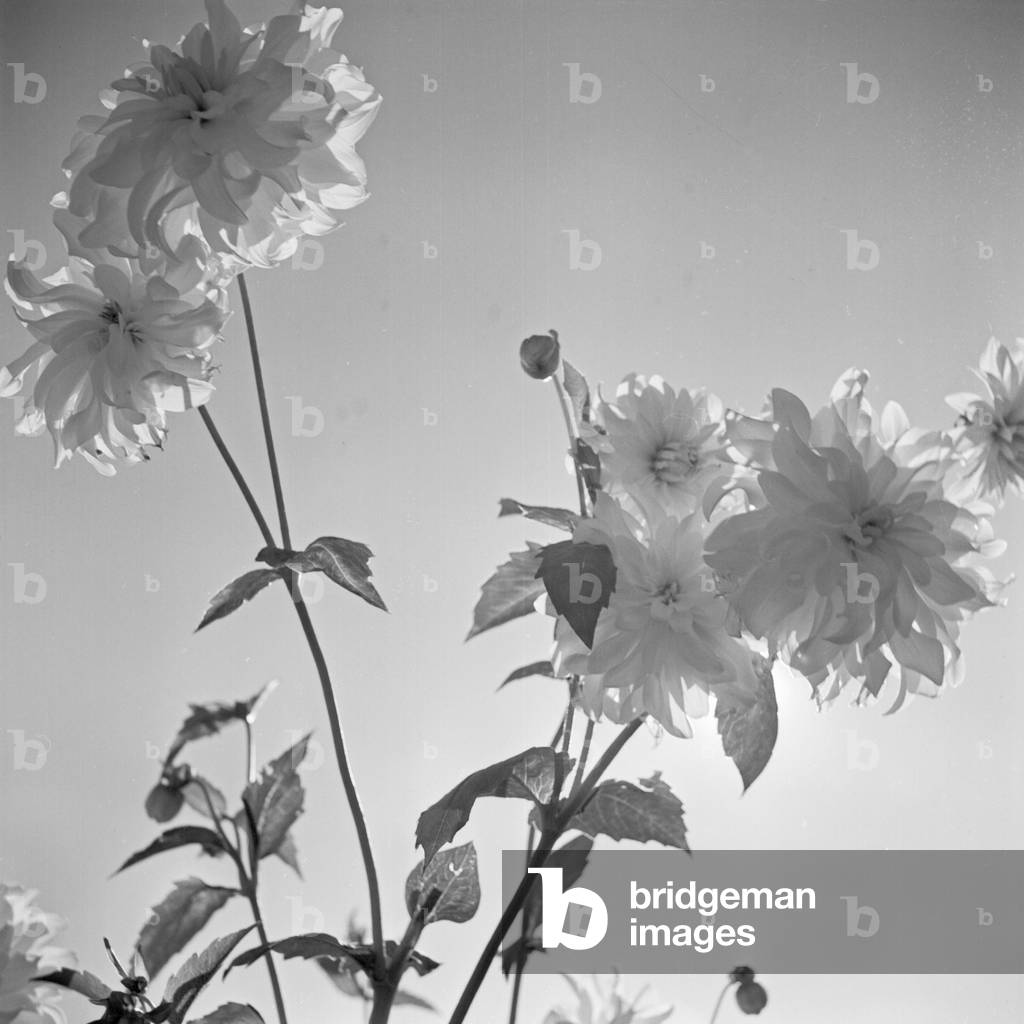 Flowers at a public garden in Munich, Germany 1930s (b/w photo)