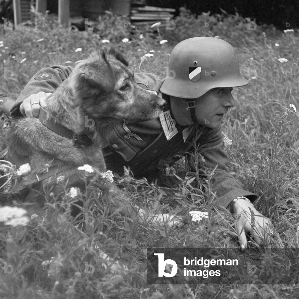 Two good comrades: Senta learning from its sergeant how to move to the frontline and obeying to specific orders, Germany 1940s (b/w photo)