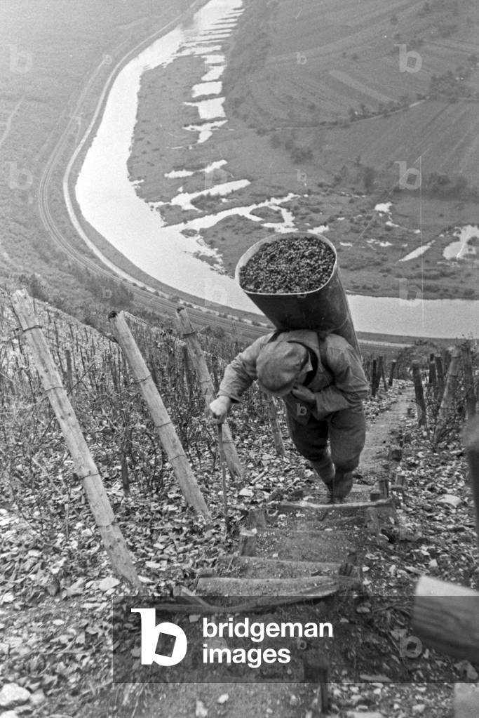 Winegrowers vintaging at Serrig, Germany 1930s (b/w photo)