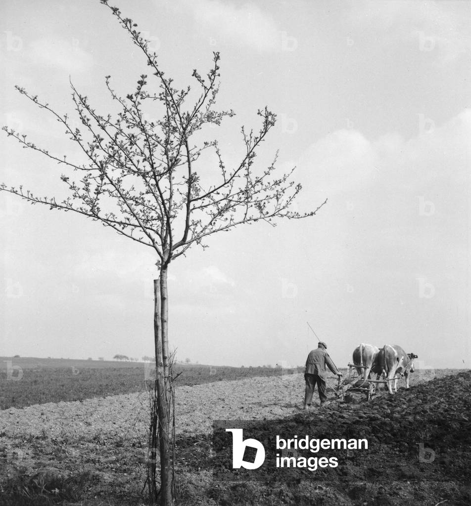 Summer in the countryside, Germany 1930s (b/w photo)