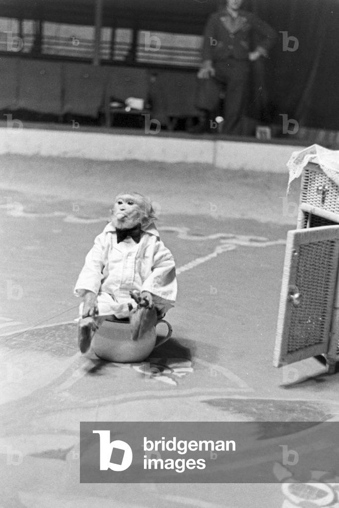 A monkey in the circus ring in a circus in Karlsbad, Germany 1930s (b/w photo)