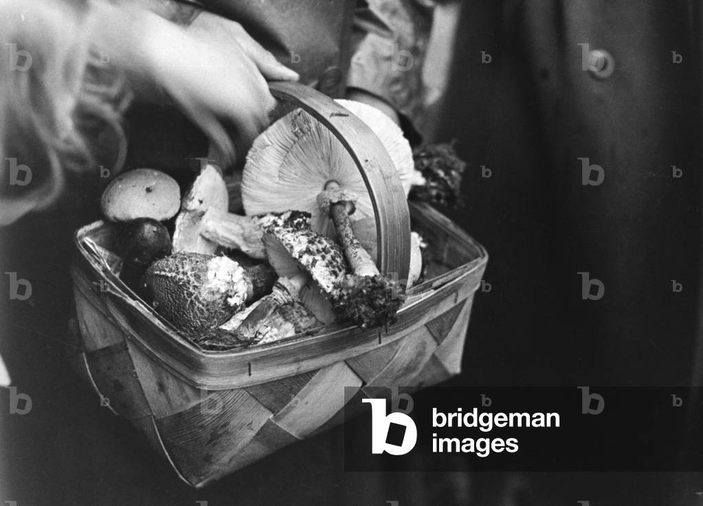 A basket of button mushrooms, Germany 1930s (b/w photo)