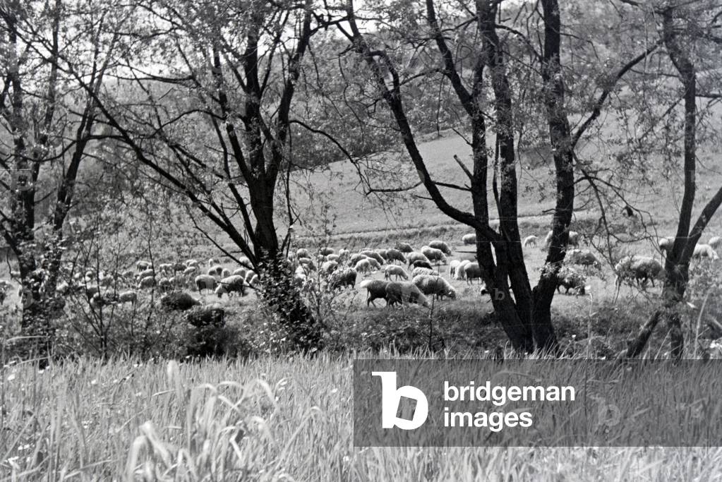 An excursion to the Forest of Odes, Germany 1930s (b/w photo)