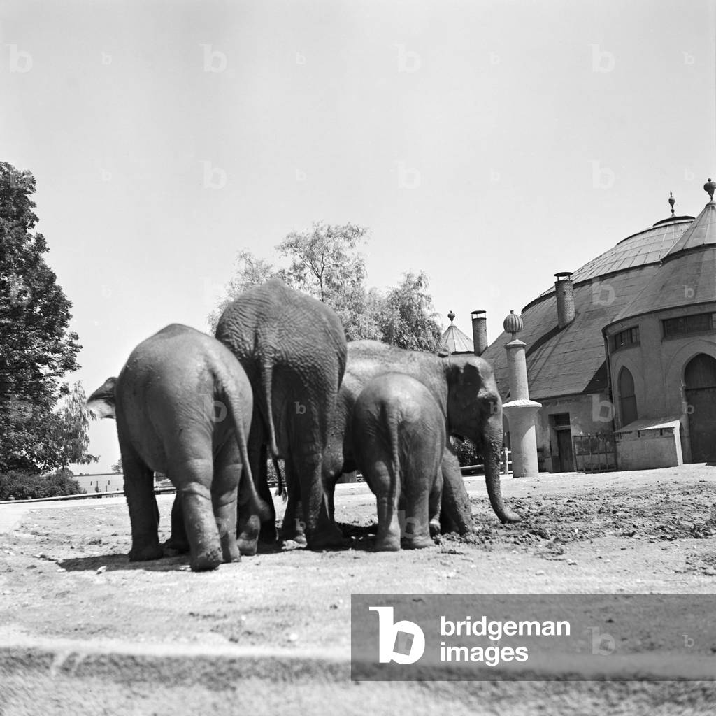 The elephant compound at Wilhelma zoological garden in Stuttgart, Germany 1930s (b/w photo)