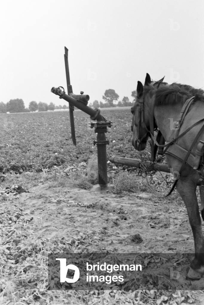 A sprinkler system in its agricultural use at a potato field, Germany 1930s (b/w photo)