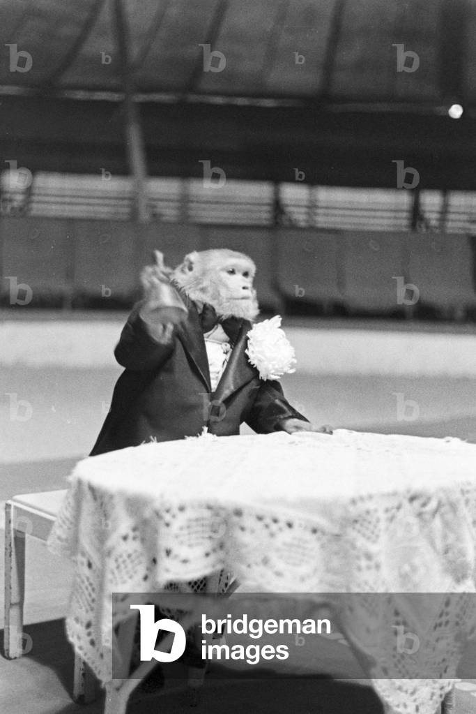 A monkey in the circus ring in a circus in Karlsbad, Germany 1930s (b/w photo)