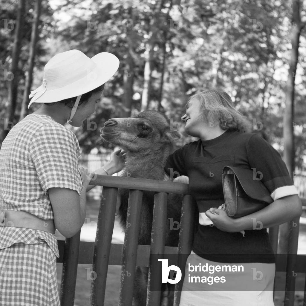 Two young women at the camel compound at Wilhelma zoological gardens at Stuttgart, Germany 1930s (b/w photo)