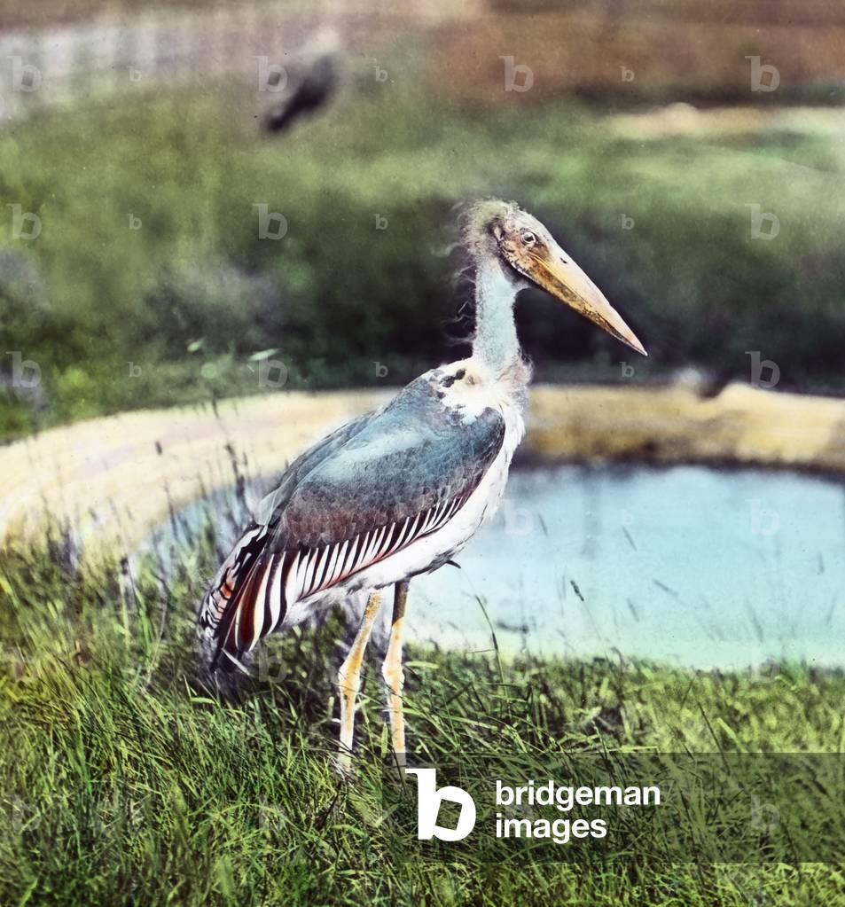 Visiting a bird's department at a zoological garden, 1920s
