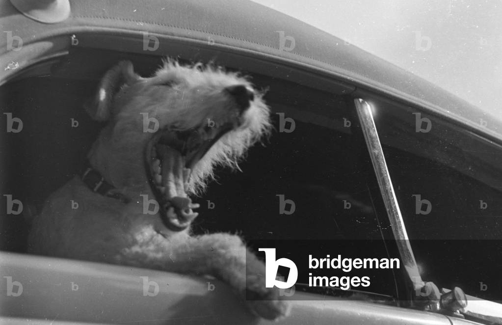 Vacation by car and with the dog, Germany 1930s (b/w photo)
