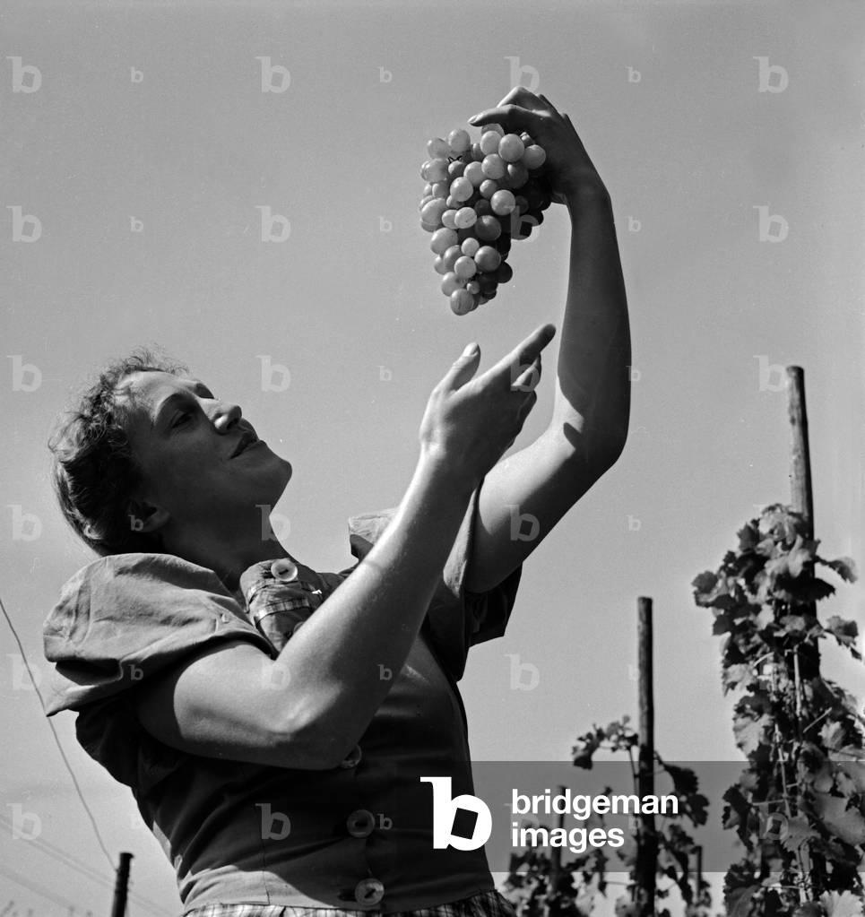 A woman with a bunch of grapes from around the town of Sulz at river Neckar, Germany 1930s (b/w photo)