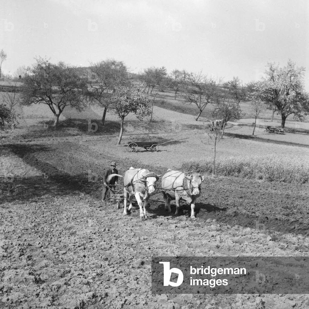 A farmer ploughing his soil, Germany 1930s (b/w photo)