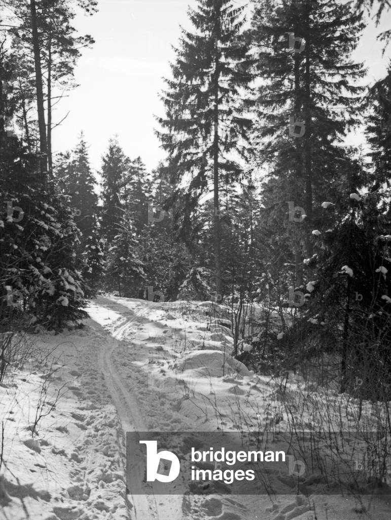 Winter at the forest near Kobbelbude, East Prussia, 1930s (b/w photo)